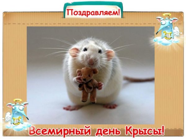 День крысы