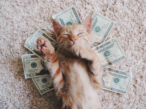 Денежная кошка