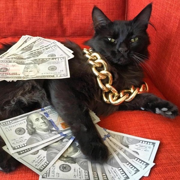 Денежная кошка