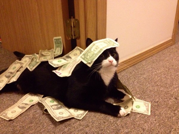 Денежный котик
