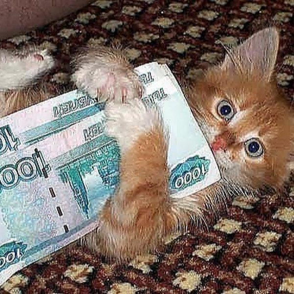 Смешные картинки с котами