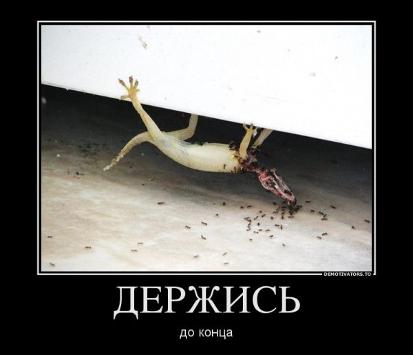 Держусь картинки приколы