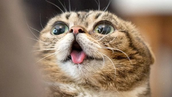 Веселый котик