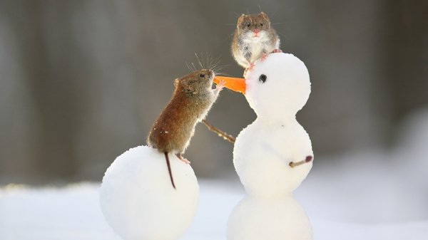 Смешные Снеговики