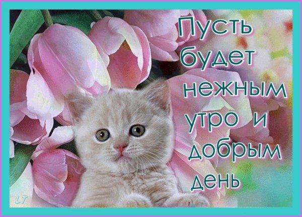 Открытки с животными хорошего дня