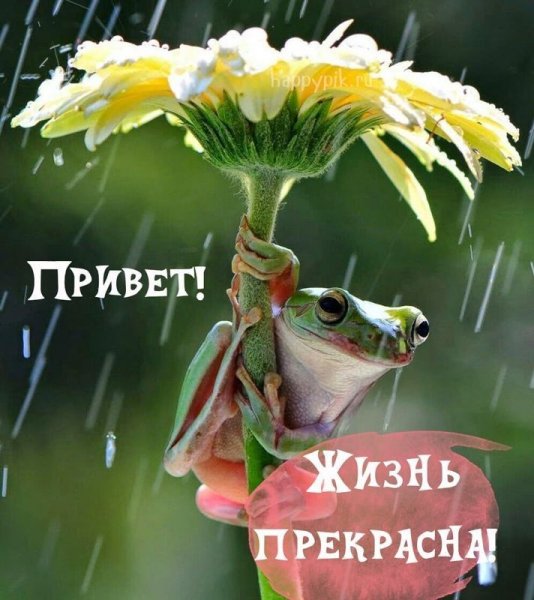 Позитивные открытки