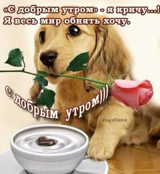 Веселые пожелания с добрым утром