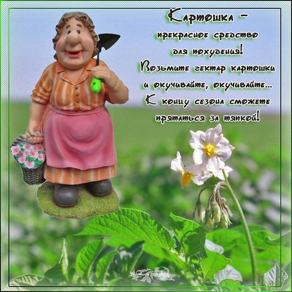Веселые открытки