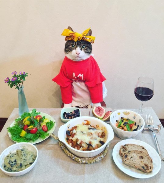Кошачий обед