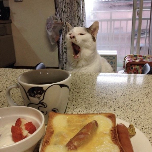 Завтрак с котами