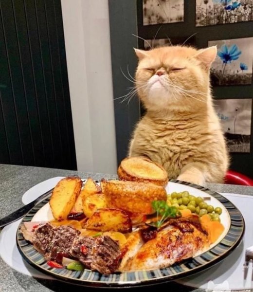 Кот юмор