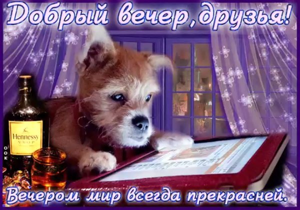 Прикольные пожелания доброго вечера