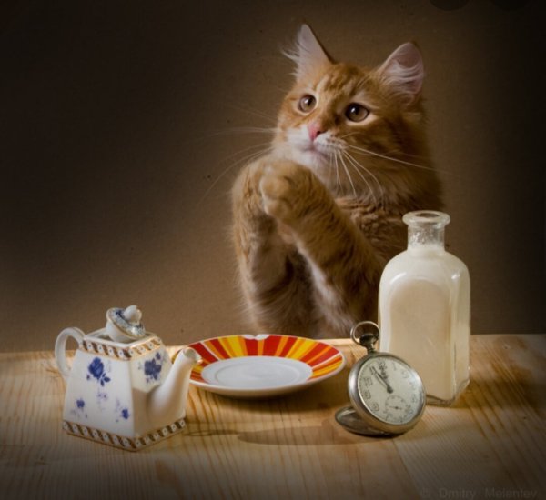 Кот и молоко