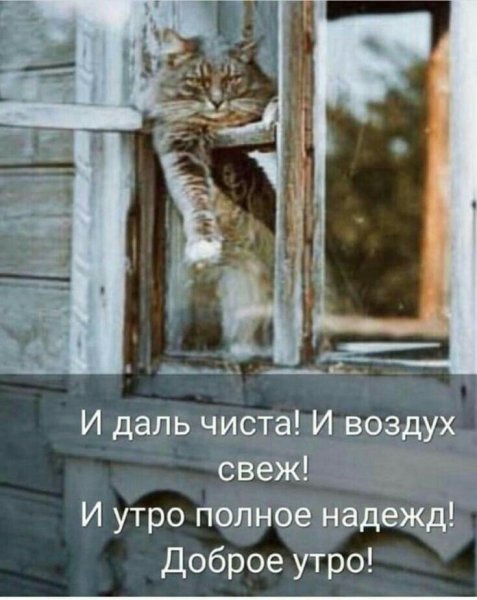 Смешные цитаты с добрым утром