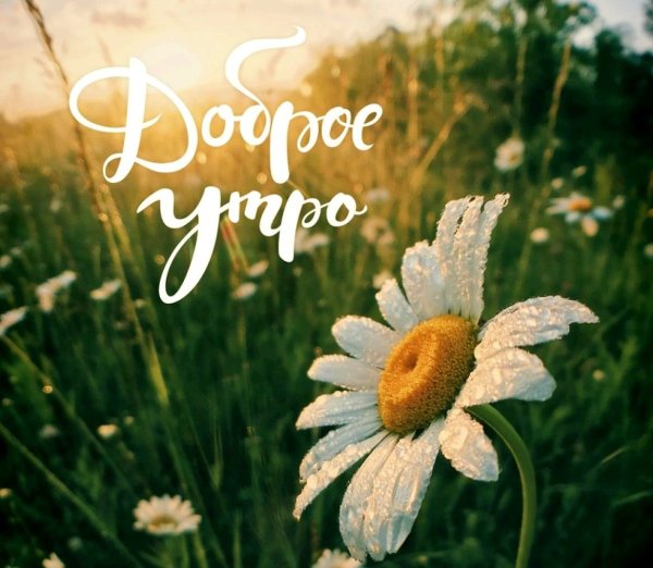 Открытки с добрым утром летние с природой