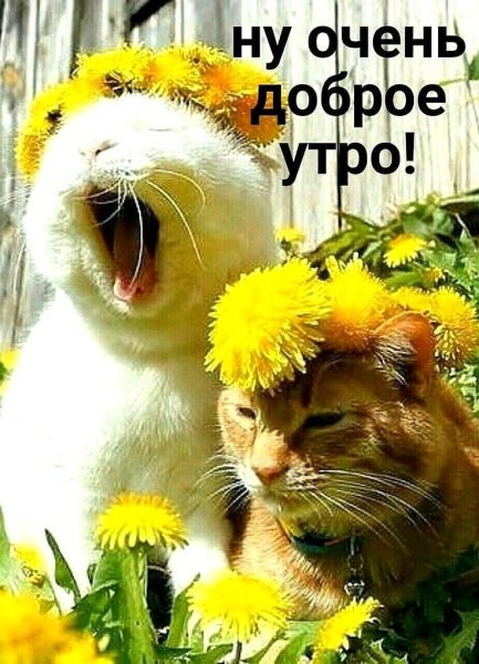 Сдрбрым утром животные