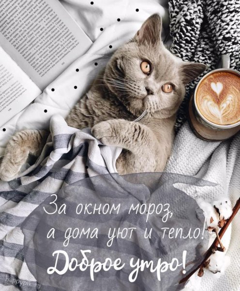 Доброе утро кот