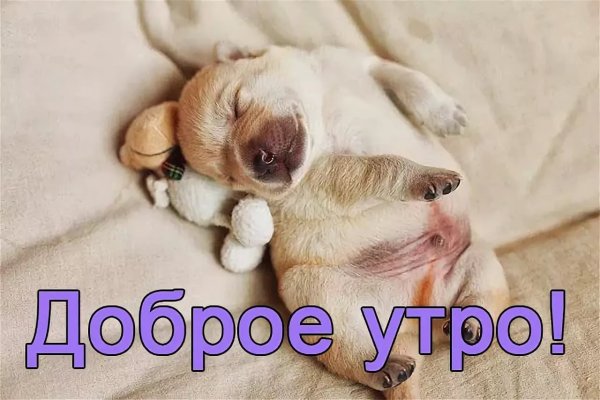 Доброе утро картинки с животными