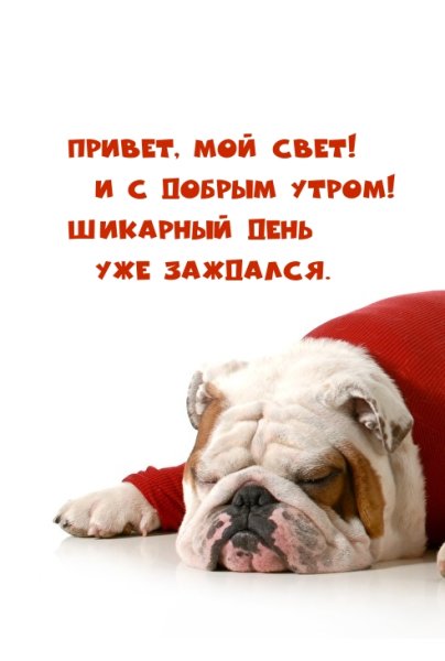 Открытки смешные с добрым утром 1 января