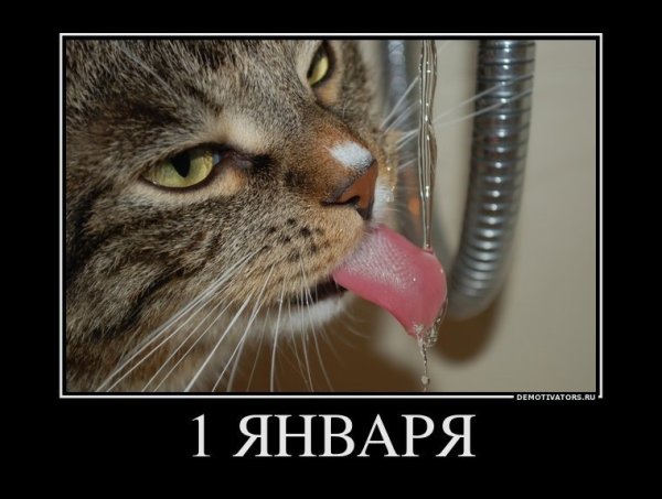 Приколы первого января