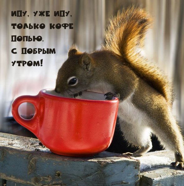 Белка с чашкой кофе
