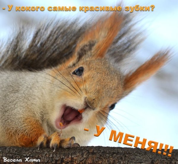 Смешные белки