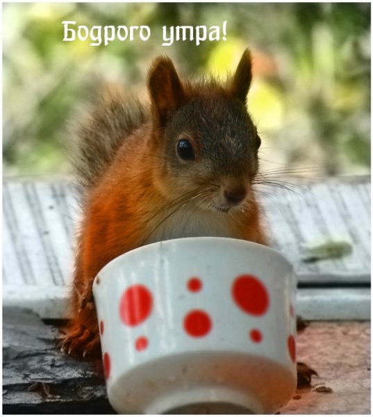 Доброе утро белки