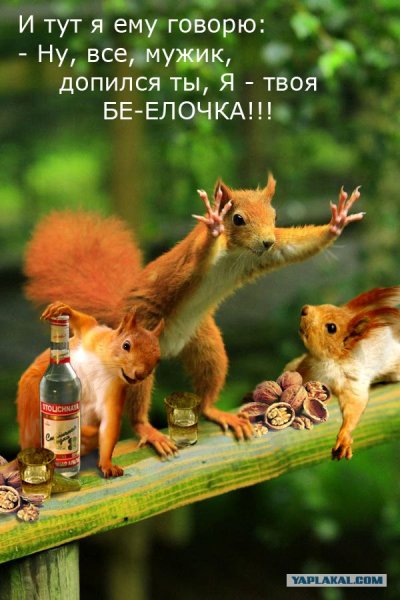 Доброе утро Белочка