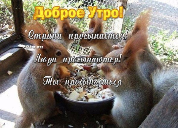 С добрым утром Белочка