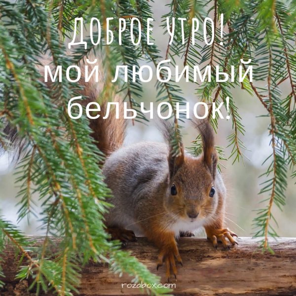 С добрым утром белка