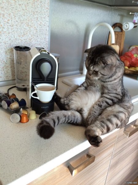 Доброе утро котики
