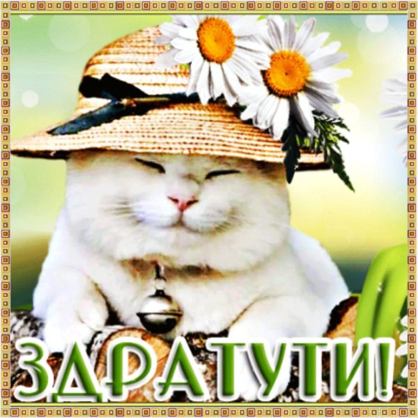 Гифки дратути прикольные