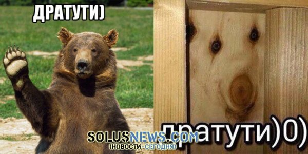 Дратути медведь