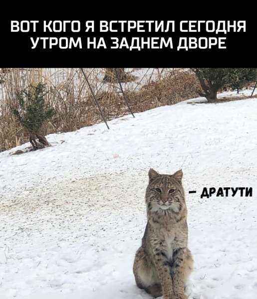Открытка дратути прикольная