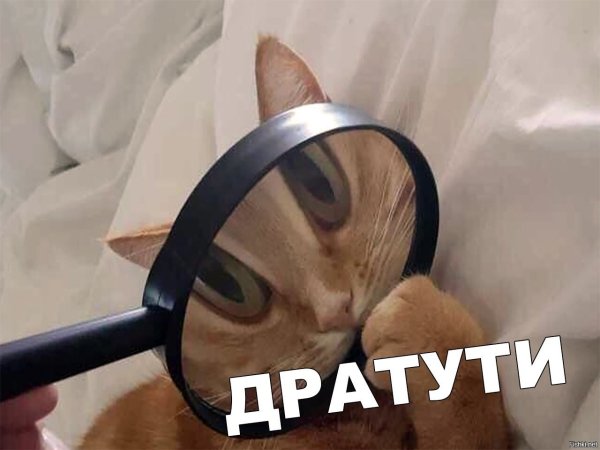 Дратути картинки смешные
