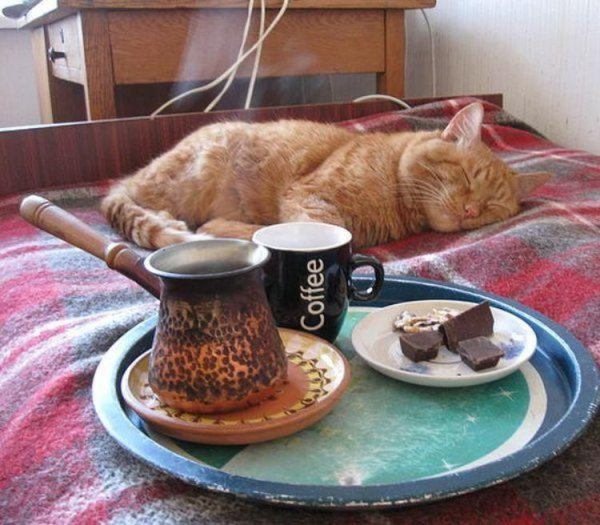 Котик утро