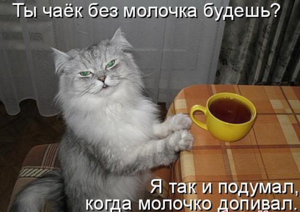 Смешные коты с надписями