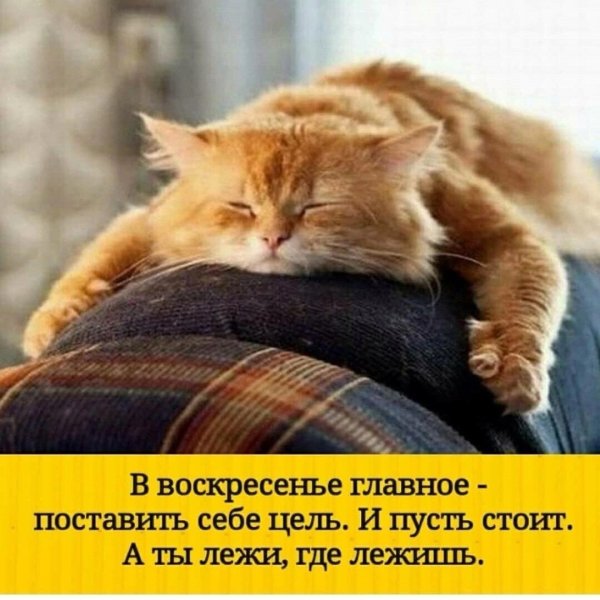 Доброе утро котяра