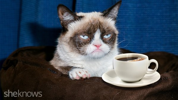 Котик в чашке