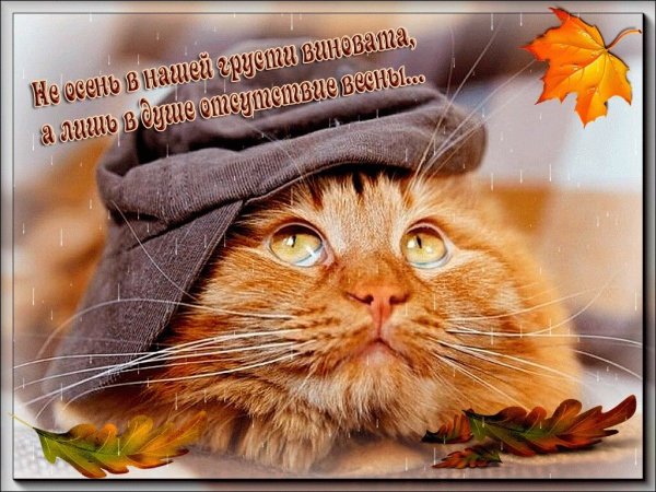 Смешной кот