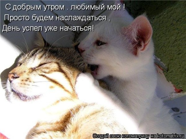 Любимому котику