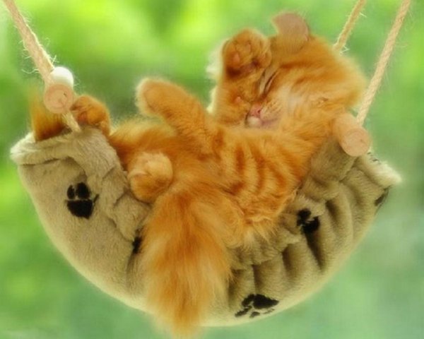 Котёнок и солнышко