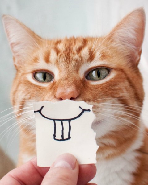 Кот подмигивает