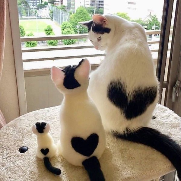 Классные котики