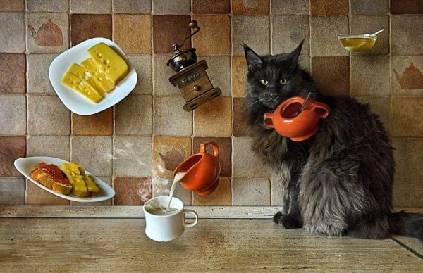 Завтрак с котом