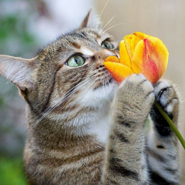 Котенок и Весна