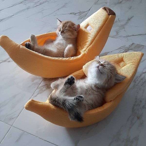 Котенок отдыхает