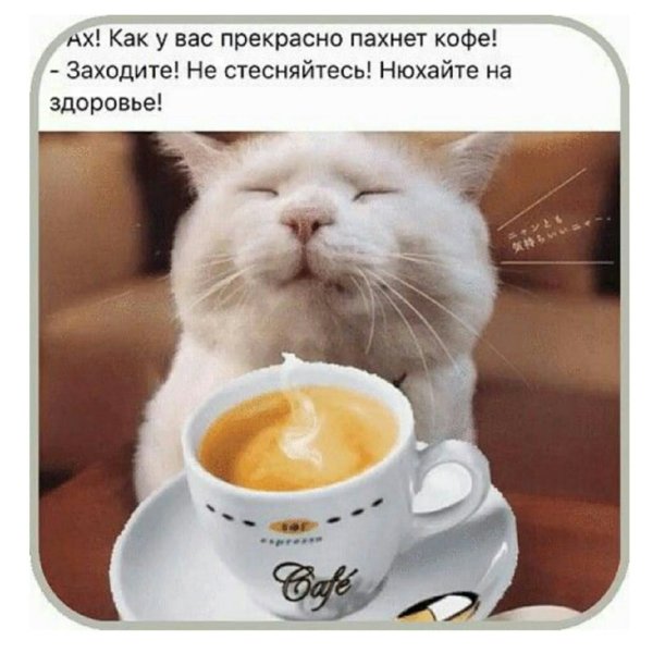 Доброе утро котики