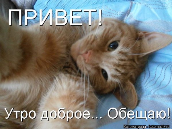 Доброго утра с котятами прикольные с надписями
