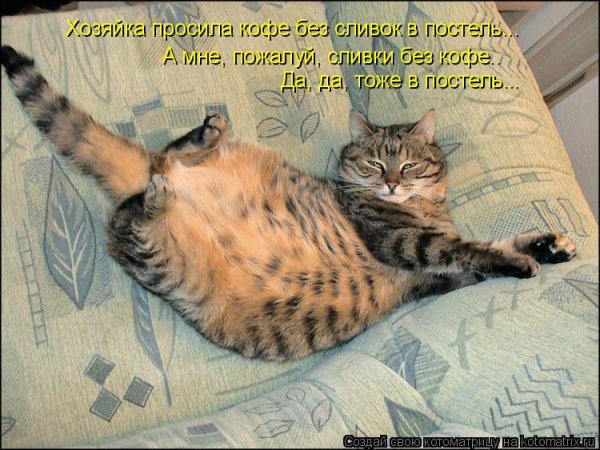 Коты в субботу утром